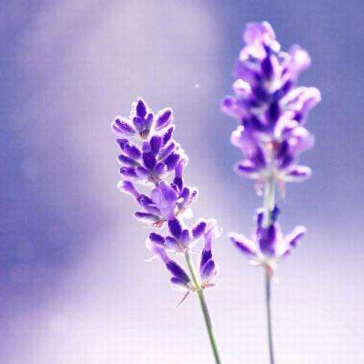 九游会演示说明